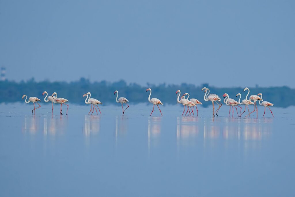 Serene Flamingos in Shallow Blue Waters