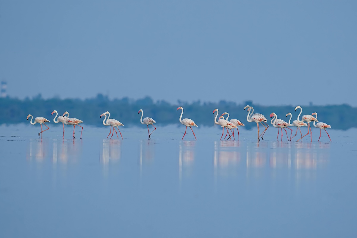 Serene Flamingos in Shallow Blue Waters