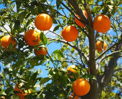 orange-tree-Hans-Pixabay